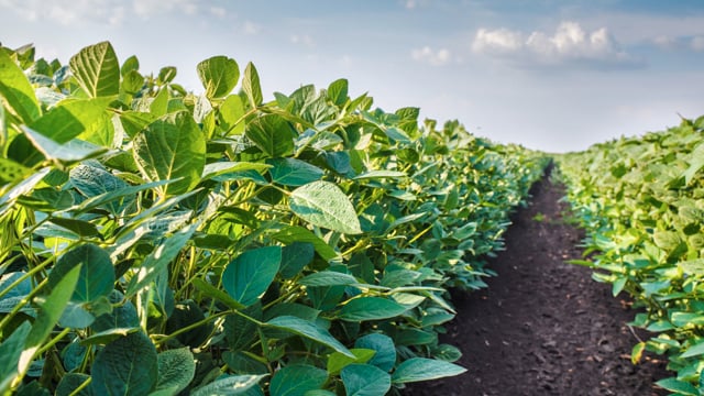 September 29 at 3:30 pm SGT | Innovations to Build Food Resiliency