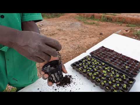 Motsepe Prize in AgriTech