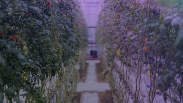 Sustaining Food for the Future