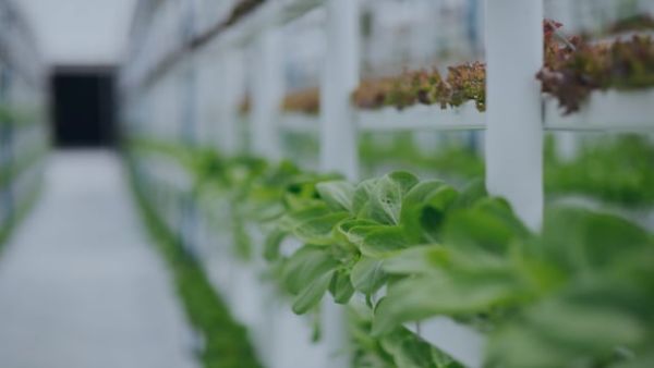 Transitioning to a Food Environment Built for Health